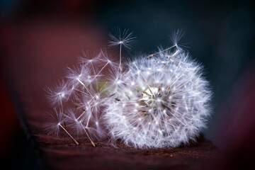 dandelion seed head