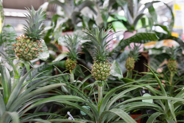 Obraz premium Green ornamental mini pineapple plants in a plant store. Shopping for exotic home pot flowers concept. Selective focus copy space