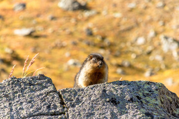 photo of a gopher in the afternoon