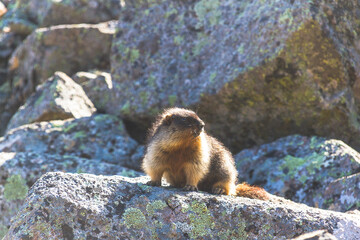photo of a gopher in the afternoon