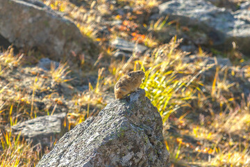 photo of a gopher in the afternoon