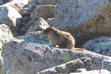 photo of a gopher in the afternoon