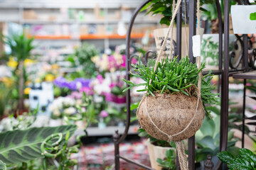 Cactus Rhipsalis in a creative hanging coconut shell natural flower pot in a plant store. Shopping for trendy pot flowers and home design concept. Selective focus, copy space