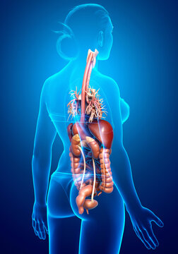 3d rendered medically accurate illustration of lower Digestive System
