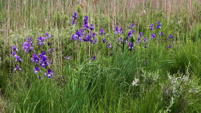 Growing in natural site purple Siberian iris (Iris sibirica) flowering plant. Bagno Bubnow swamp in Poland, Europe.