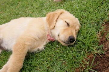 golden retriever puppy sleeping happily on a lawn background