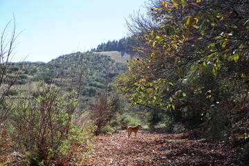 dog walking along a path with autumn leaves in the middle of a forest with a blue sky in the background