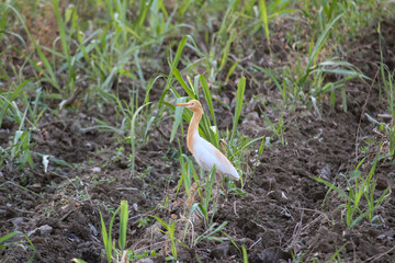 Egret In Sugarcane Field