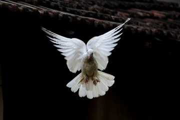Obraz na płótnie Canvas White Pigeon Flying As An Angel
