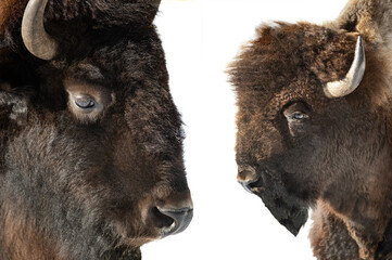 Family portrait of a bison isolated on a white background. © fotomaster