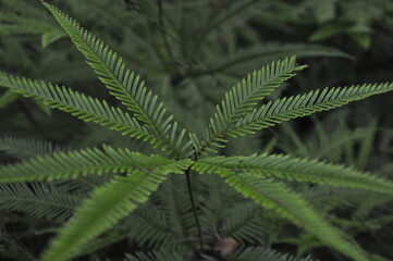 Fototapeta na wymiar Green plant fronds