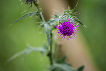 Purple spiky wild flower in bloom on a green bush forest landscape