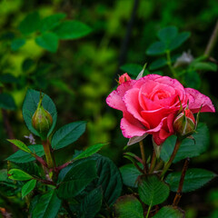 Lieblich duftende Rosen in verschiedenen Farben im Garten