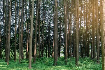 Green natural Hinoki Cypress forest where you can enjoy the summer cool.