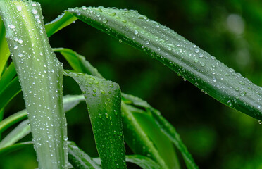 Vom Regen mit Wassertropfen benetzte Blätter der Pflanzen