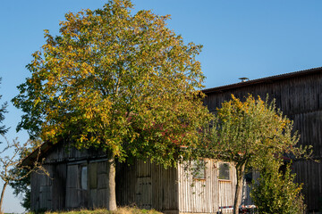 Holzscheune und Holzhütte, im Vordergrund sind Bäume