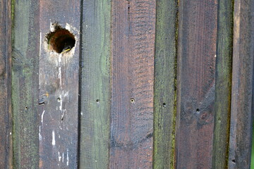 Abstakt und schön, Holzbehausung, Nistplatz für Vögel. Ein Junges schaut vorsichtig heraus.