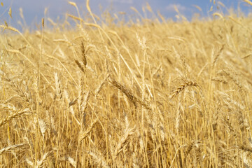 Fototapeta na wymiar golden wheat field in summer