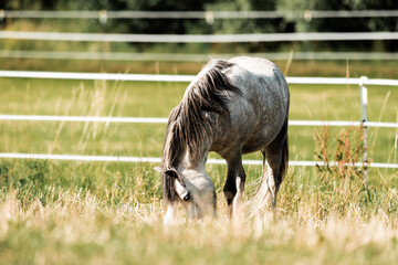 Pony auf der Weide