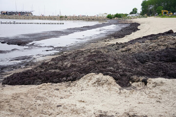 Smelly rotting algae at baltic sea beach in summer                               