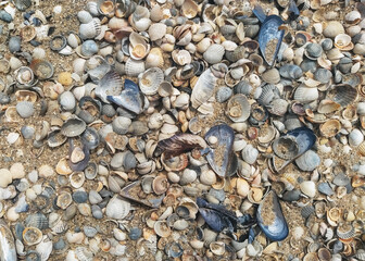 The texture of large, small, multi-colored sea shells mixed with gray and yellow sand. Photograph, top view.