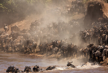 Wildebeests Mara river crossing in the mid of dust and splash of water