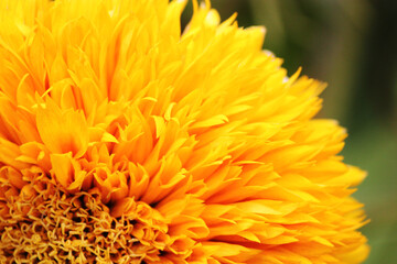 yellow decorative sunflower, macro