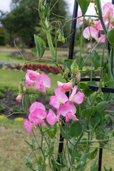 Sweet Pea Flowers - Lathyrus latifolius.
