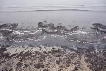 Smelly rotting algae at baltic sea beach in summer                               