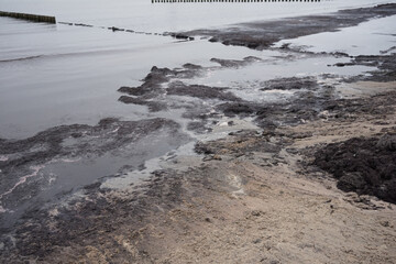 Smelly rotting algae at baltic sea beach in summer                               
