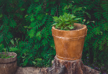 Street decoration for the garden a wooden pot for planting and flowers on a background of emerald rowan leaves. Gardening concept.