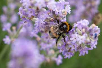 A working insect balances between two stems with odorous lavender. 
