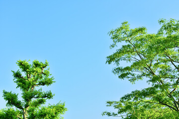 Fototapeta premium 鮮やかな緑の枝葉と青空