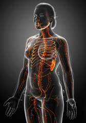 3d rendered medically accurate illustration of a female lymphatic system