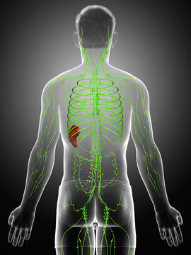 3d rendered medically accurate illustration of a male lymphatic system