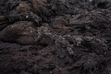 Smelly rotting algae at baltic sea beach in summer                               