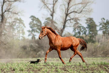 Beautiful horses ride freely across the field