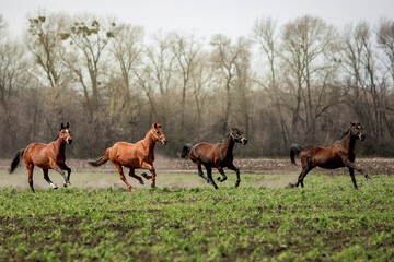 Naklejka na ściany i meble Beautiful horses ride freely across the field