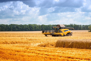 Obraz premium Harvester in a field with harvested wheat. Yellow field with a straw.