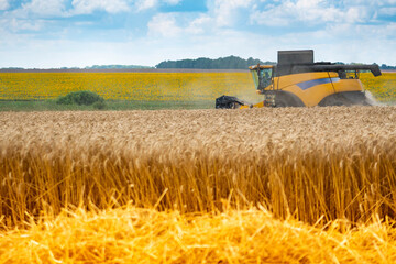 Fototapeta premium Combine harvesting wheat in the field. Golden spikelets.