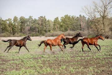 Naklejka na ściany i meble Beautiful horses ride freely across the field