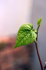 Betel leaf for health