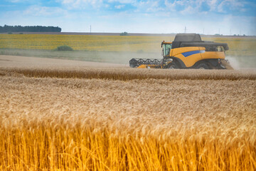 Modern farmer harvester mows wheat in the field. Yellow ears of wheat against the blue sky.