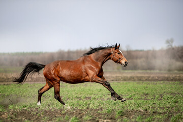 Fototapeta na wymiar Beautiful horses ride freely across the field