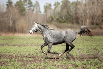 Obraz na płótnie Canvas Beautiful horses ride freely across the field