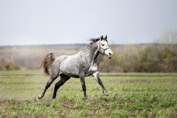 Fototapeta premium Beautiful horses ride freely across the field