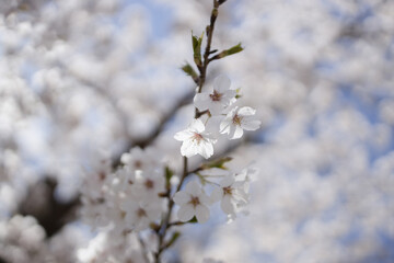 桜