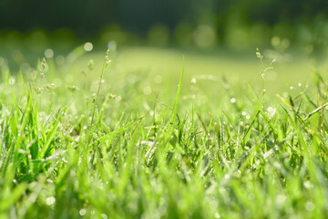 朝露が降りた緑の芝生のアップ 04
