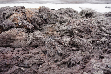 Smelly rotting algae at baltic sea beach in summer                               