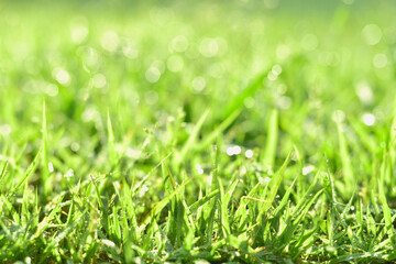 朝露が降りた緑の芝生のアップ 03